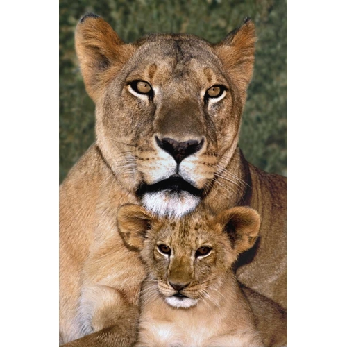 CA, Los Angeles, African lioness mother and cub